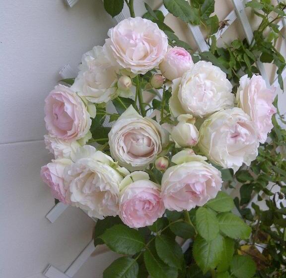 ベッドアンドブレックファースト Le Mascaret