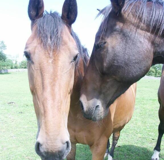 Cahergal Farmhouse B&b