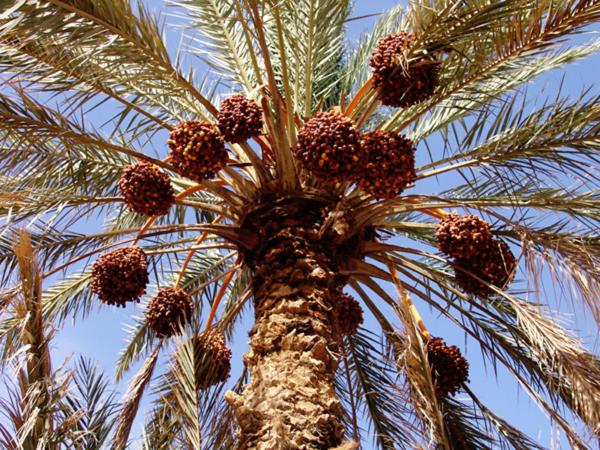 هتل Kasbah Yasmina