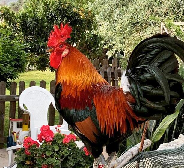 酒店 Masseria Santacatrini