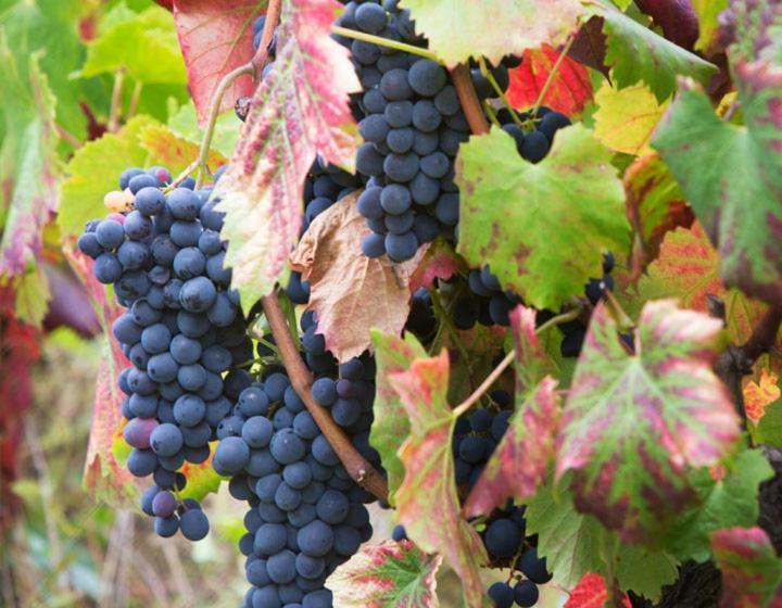 בית מלון כפרי Quinta De Santa Júlia