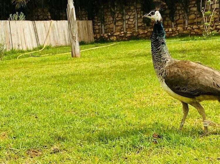 پانسیون Dar Ayman Essaouira