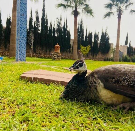 پانسیون Dar Ayman Essaouira