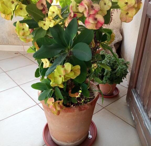 B&b Selinunte Artemisia