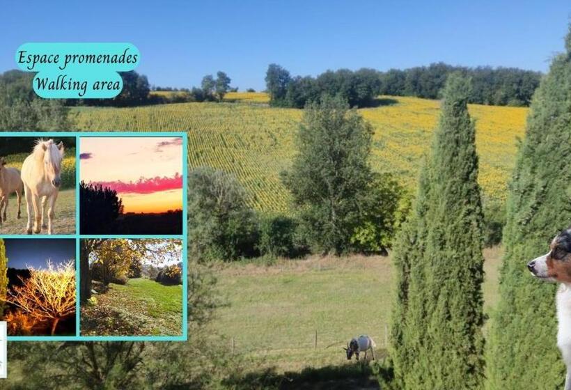 Les Salamandres De Beauregard