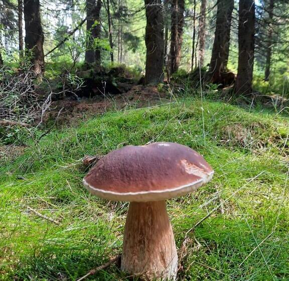 Velký Apartmán Cihlarka