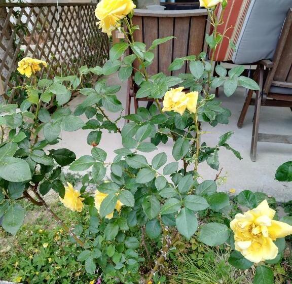 Apartma Salvia Guest House