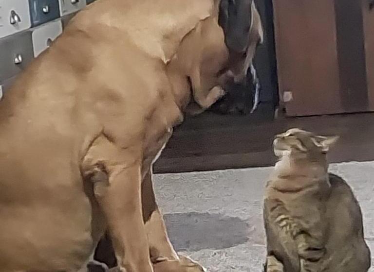 Hekpoort Rorymi Guest Farm