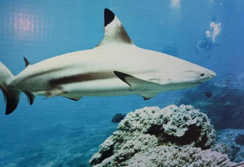 ホテル Dive Beach Palace