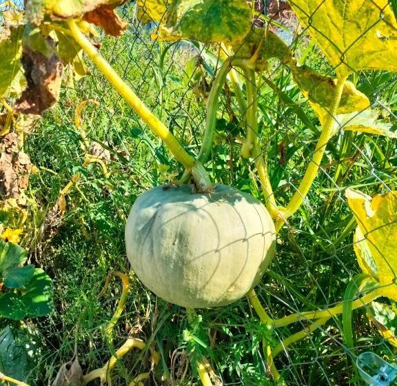 A1   Airport Belgrade Apartment