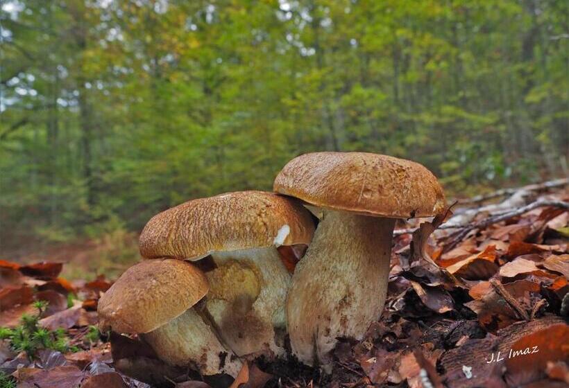 Apartamentos Herri Ondo Refugio Climatico