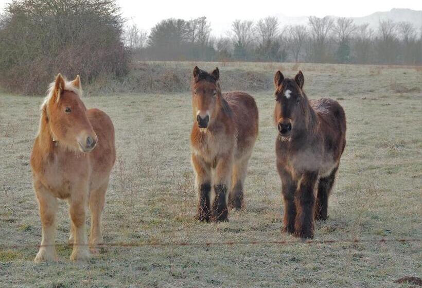 Apartamentos Herri Ondo Refugio Climatico