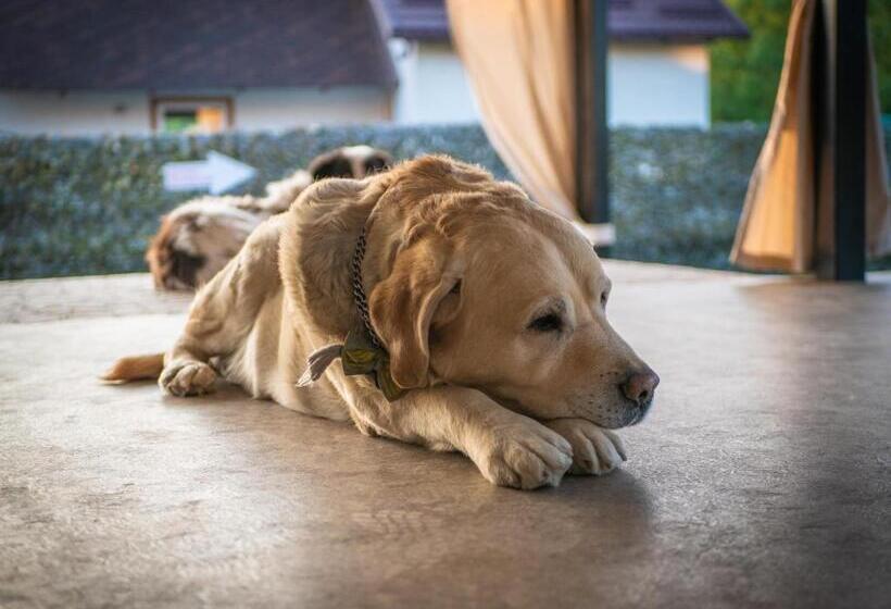 פנסיון Complex Pescăresc Gura Repezii Borșa