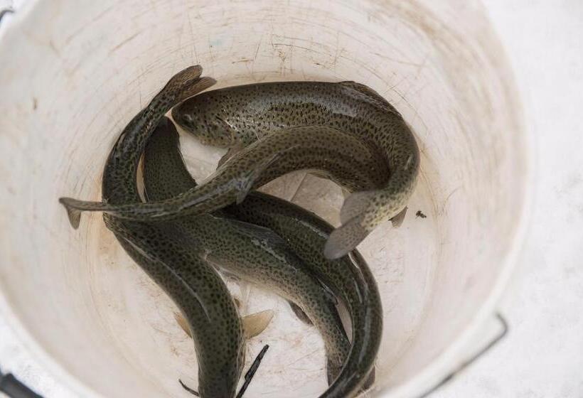 פנסיון Complex Pescăresc Gura Repezii Borșa