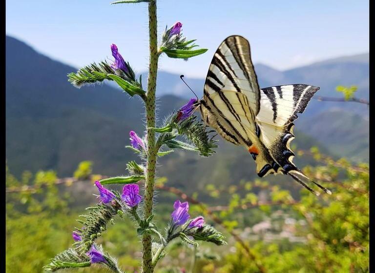 צימר Chambres D Hôtes Le Grand Chalet