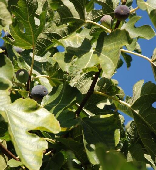 Bed and Breakfast La Relinquiere