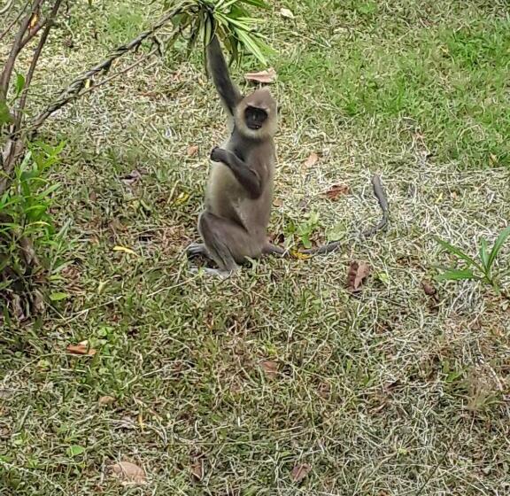 Bed and Breakfast Jungle Nature Villa