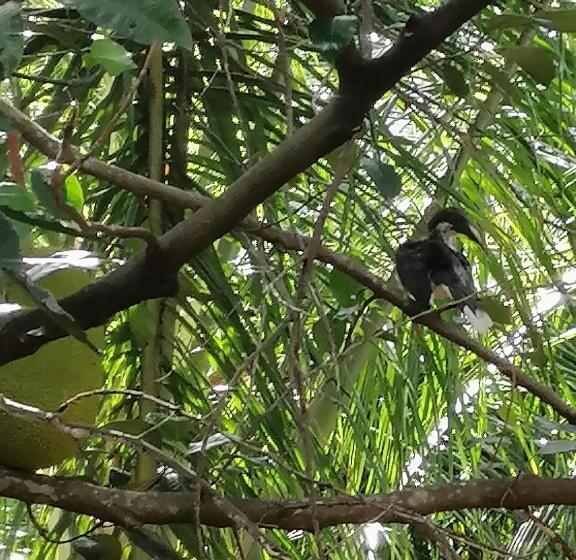 Bed and Breakfast Jungle Nature Villa