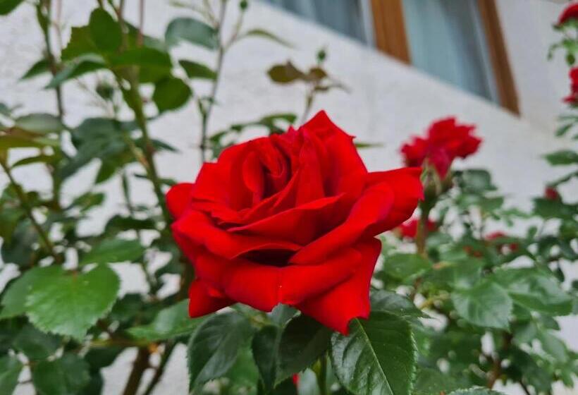 펜션 Casa Florescu