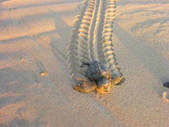 Stella D Aurora Waterview