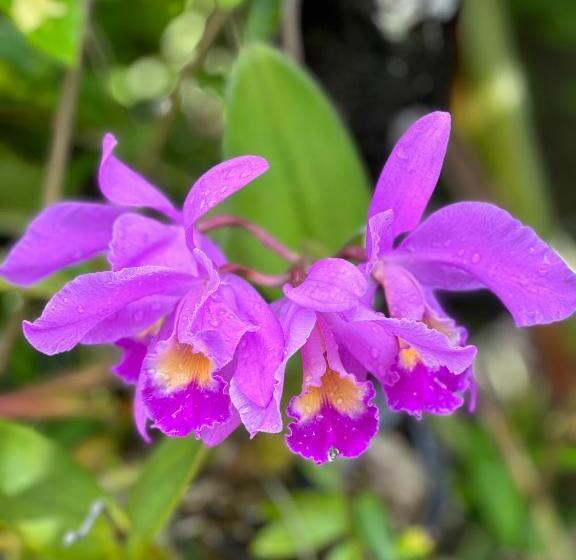 צימר The Lava Bali Villa And Hot Spring