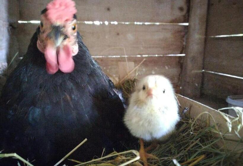 Casa Nella Natura Il Risveglio Degli Elfi