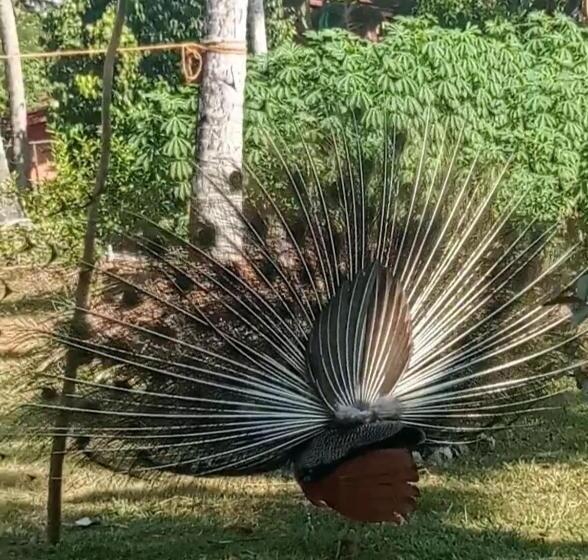 بنسيون Freedom192