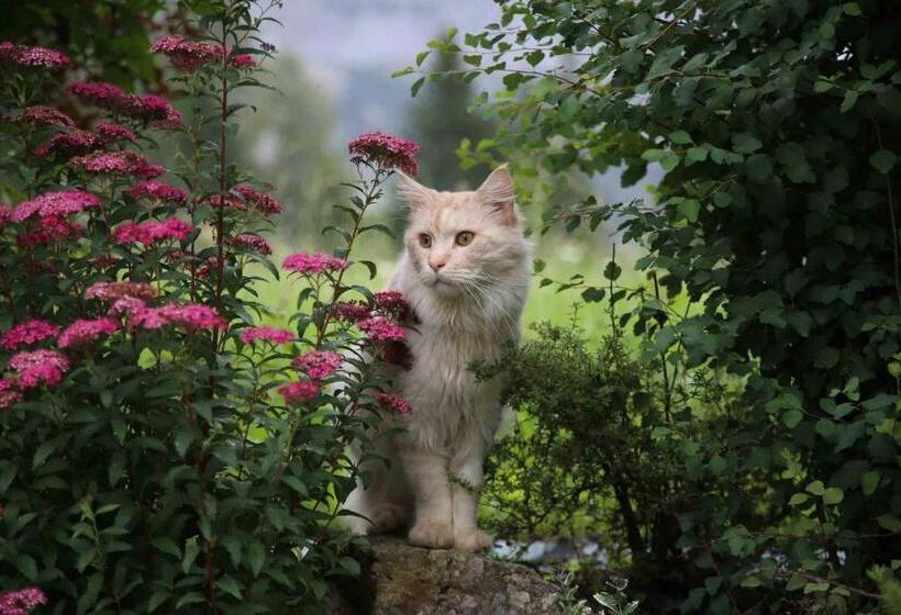 Pension Stoffenbauer