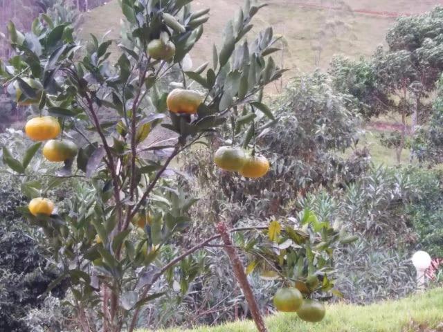 Sitio Sombra Da Mata