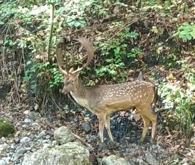 ベッドアンドブレックファースト Al Corniolo