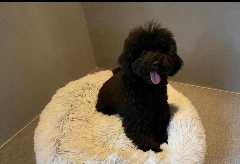 膳宿费 1日1組限定 犬と泊まれる古民家宿 Wanco Minca わんこみんか