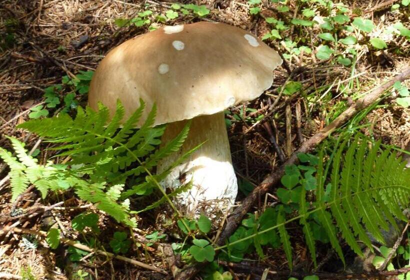 Bio Bauernhof Rettenbachgut