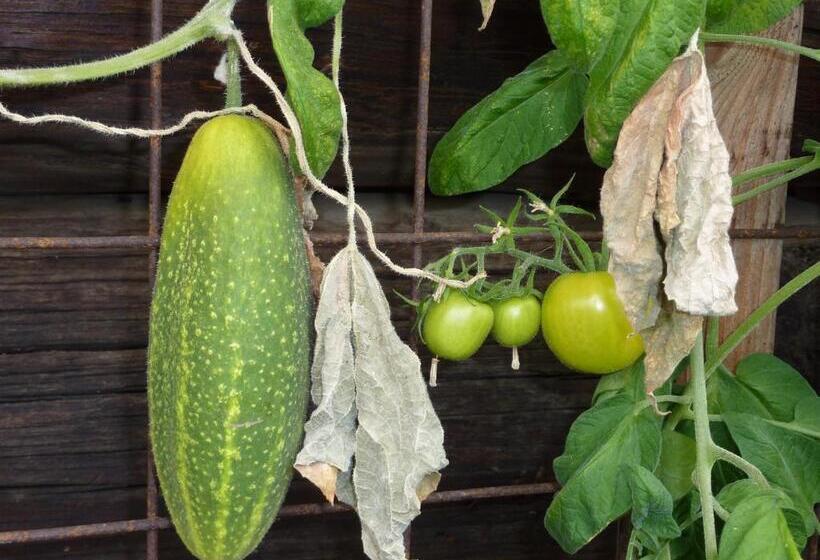 Bio Bauernhof Rettenbachgut