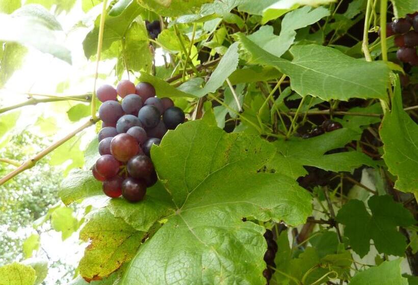 Bio Bauernhof Rettenbachgut