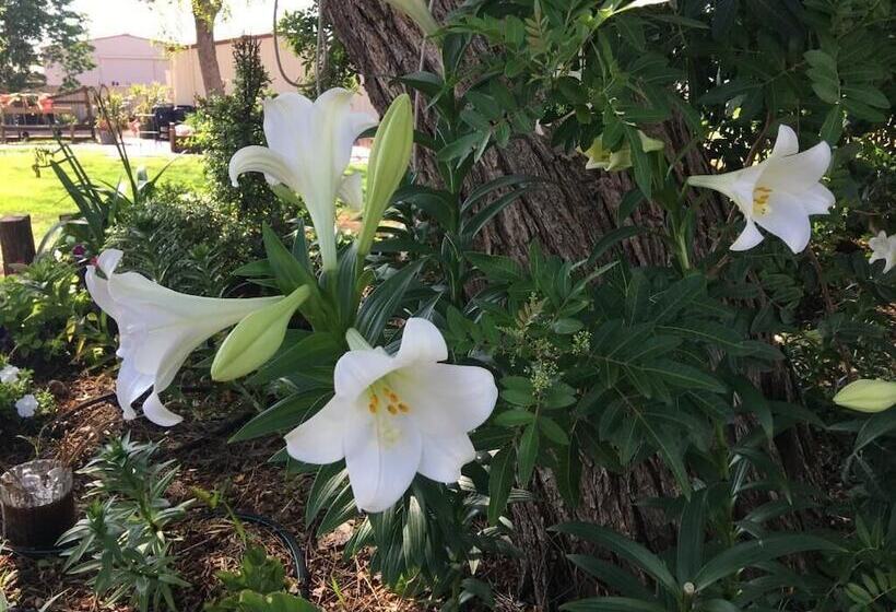 Club Boutique Hotel Cunnamulla