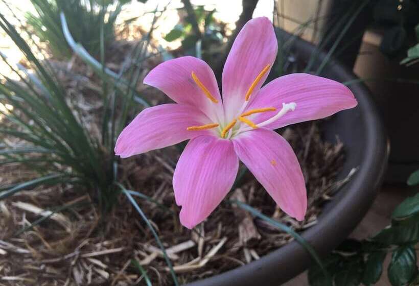 Club Boutique Hotel Cunnamulla