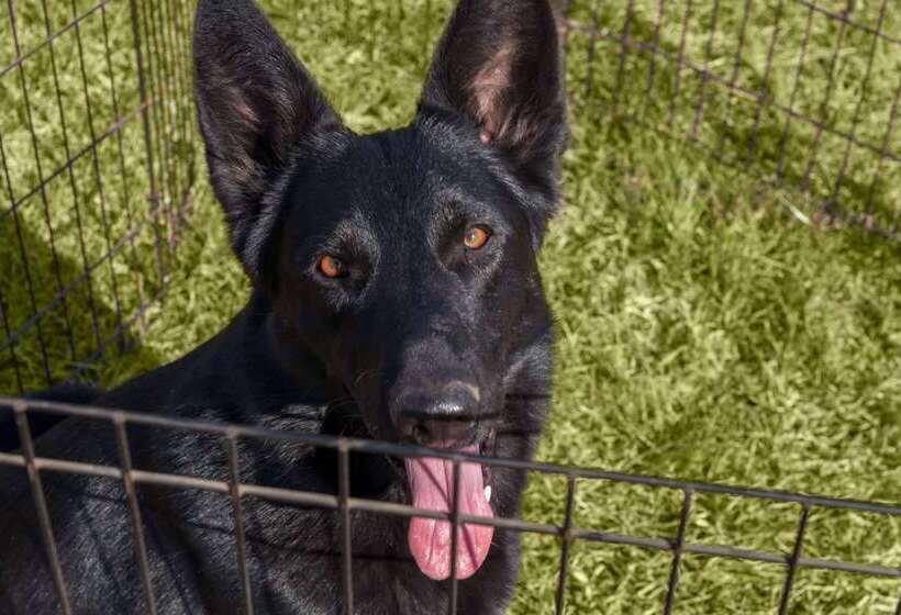 בית מלון כפרי Days Inn & Suites By Wyndham Altoona