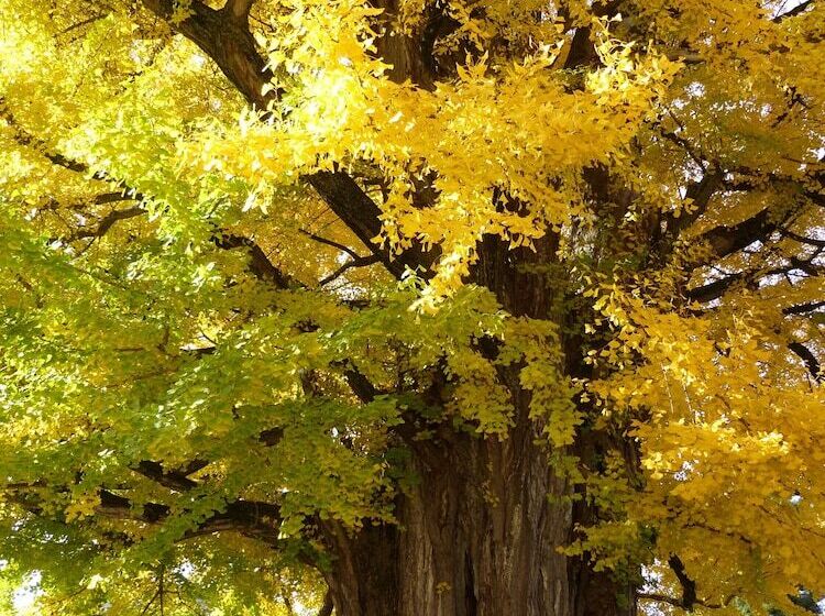 Отель Minshuku Kuwataniya