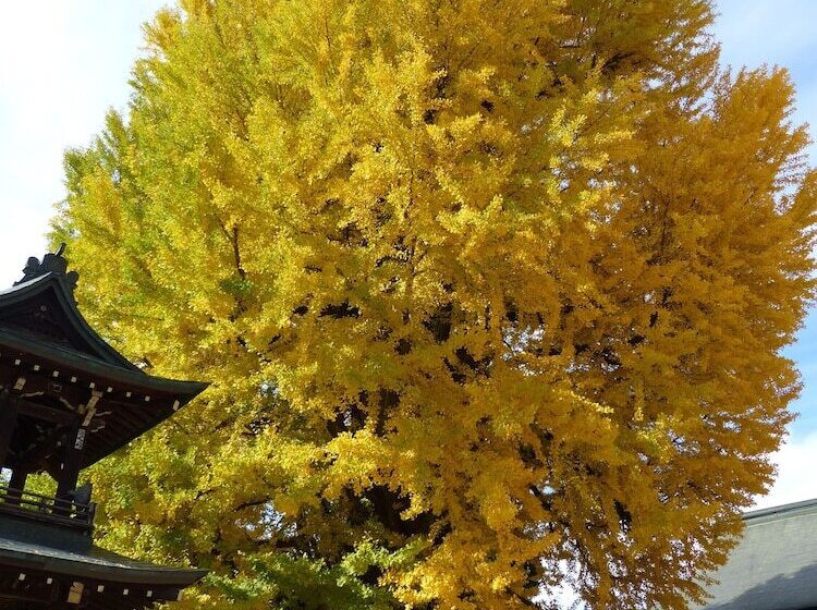 Отель Minshuku Kuwataniya