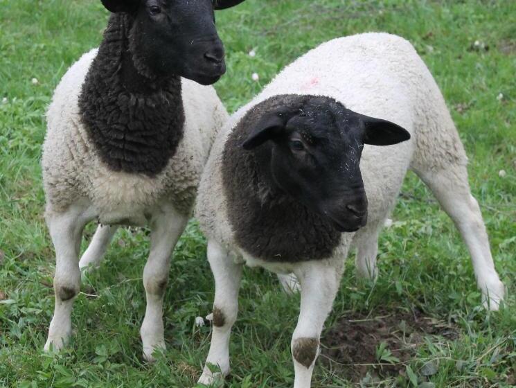 호텔 Schäfflerhof