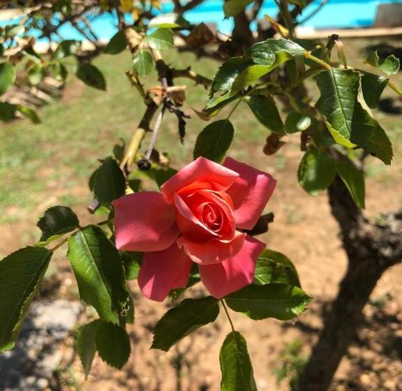 ベッドアンドブレックファースト Le Clos Des Cigales