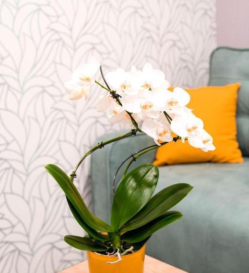 Epi   Edina Prava Izbira