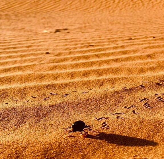ホテル Rainbow Desert Camp