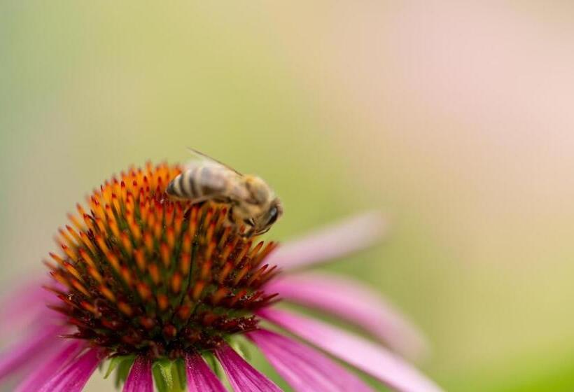 پانسیون Apartma žvan