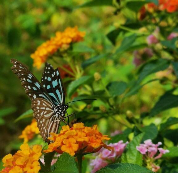 Weixiao Lanta Resort