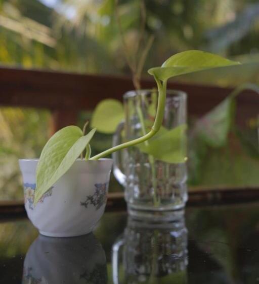 Blue Sophy Residency