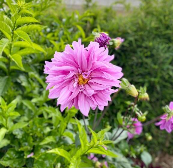 بنسيون Hospedaje El Girasol Tababela