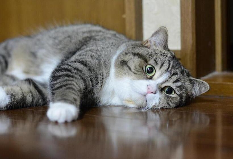 ニャー助のホテルん