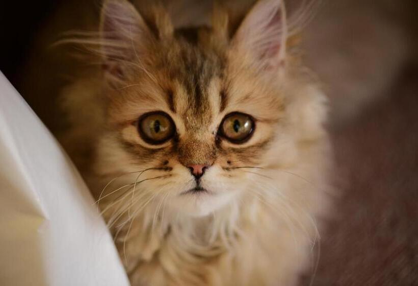 ニャー助のホテルん