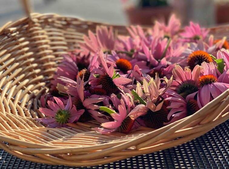 Lovely Apartment In Nature With Infrared Sauna!